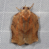Hodges#3658 * Omnivorous Leafroller Moth * Archips purpurana