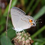 Gray Hairstreak