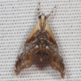 Hodges#4889 * Julias Dicymolomia Moth * Dicymolomia julianalis