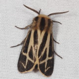 Hodges#8171.1 * Carlottas Tiger Moth * Apantesis carlotta