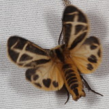 Hodges#8171.1 * Carlottas Tiger Moth * Apantesis carlotta