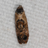 Hodges#3776 * Hoffmans Cochlid Moth * Cochylis hoffmanana (T)
