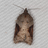Hodges#3506 * Acleris macdunnoughi