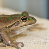 motorbike frog