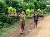 To the paddy rice