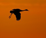 Common Crane in the rising sun.