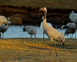Common Crane in evening light