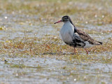 Ruff, male