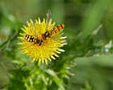 Sharing honey - flies on perennial sow-thistle.