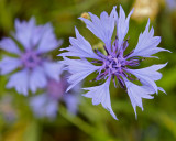 Blklint / Cornflower / Centaurea cyanus.