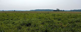 View over the plains from Davids hill