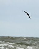 Manx Shearwater/Mindre lira