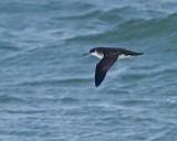 Mindre lira / Manx Shearwater