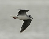 Little Gull/Dvrgms, ad.