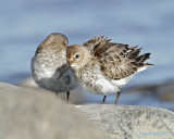 Dunlin/Krrsnppa 