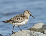 Dunlin/Krrsnppa 