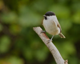 Marsh Tit/Entita 