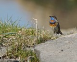 Bluethroat.