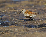 Dunlin/Krrsnppa 