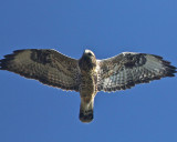 Rough-legged Buzzard/Fjllvrk