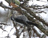 Three-toed Woodpecker/Tretig hackspett