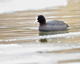 Eurasian Coot.