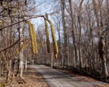 Hazel catkin.