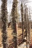 Old fence with reindeer lichen.