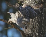 III. Great grey owl attacking a small lizard as prey.