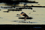 Whopper Swan/Sngsvan/ in the first morning light.