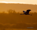 Common Crane/Trana/ in early morning light.