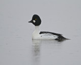 Common Goldeneye/Knipa/ male