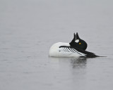 Common Goldeneye/Knipa/ male in mating dance