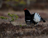 Black Grouse/Orre