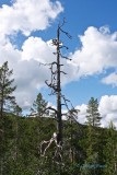 Old dead pine
