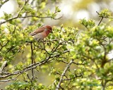 Common Rosefinch/Rosenfink