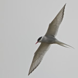 Arctic Tern/Silvertrna.