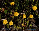Smrblomma / Meadow Buttercup / Ranunculus acris.
