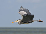 Blauwe Reiger; Grey Heron