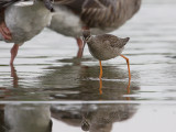 Zwarte Ruiter; Spotted Redshank