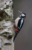 Grote Bonte Specht; Great Spotted Woodpecker