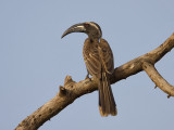 GrijzeTok; African Grey Hornbill