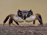 Krab; Crab