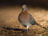 Palmtortel; Laughing Dove