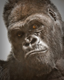 Western Lowland Gorilla