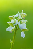 Orchis morio (albina)