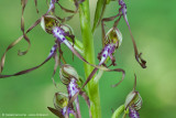 Himantoglossum adriaticum