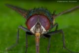Lucilia-sericata2.jpg
