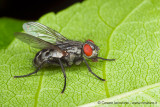 mosca.jpg