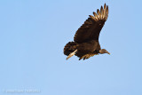 _MG_1048 black vulture w.jpg